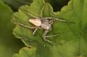 Oxyopes_ZZ562_D7148_Z_90_Macquarie caravan park_Australie